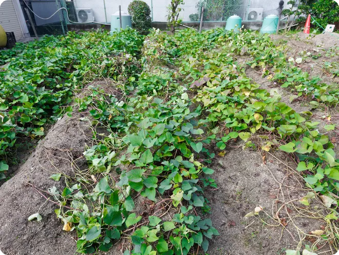 園庭の菜園の画像